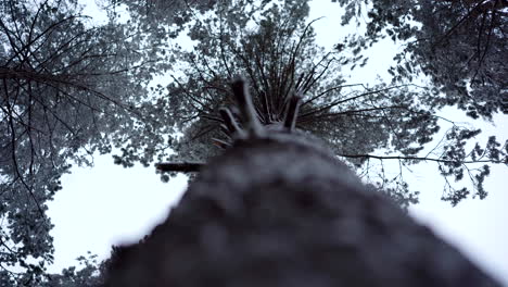 An-Upheld-Shot-of-Pine-Tree-Stem-and-Blue-Winter-Sky
