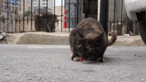 Streunende-Katze-Wird-Etwa-Im-März-2019-In-Den-Straßen-Von-St.-Julian&#39;s-Malta-Gefüttert
