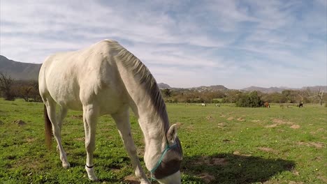 Caballo-Capturado-De-Cerca-En-El-Común-De-Noordhoek-En-Ciudad-Del-Cabo,-Sudáfrica