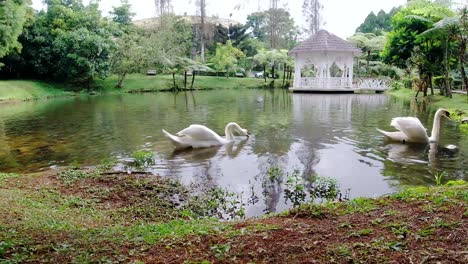 Paar-Weiße-Schwäne-Schwimmen-Im-Teich