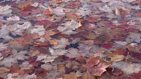 A-close-up-view-of-the-dead-leaves-that-make-an-outstanding-background