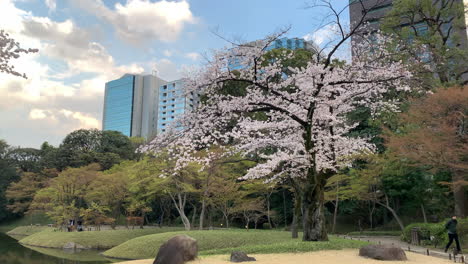 Una-Escena-Mágica-De-Flores-De-Cerezo-En-Flor-En-El-Lago-Del-Jardín-Botánico-Koishikawa-Con-Pocas-Personas