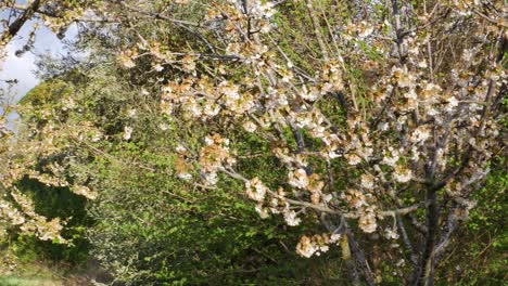 Bewegung-Um-Einen-Kirschbaum-Am-Ende-Seiner-Blüte