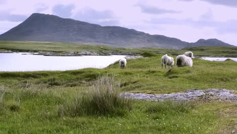 Sheep-grazing-in-a-North-Uist-landscape