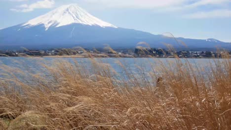Natural-landscape-view-of-Fuji-Volcanic-Mountain-with-the-lake-Kawaguchi-in-foreground