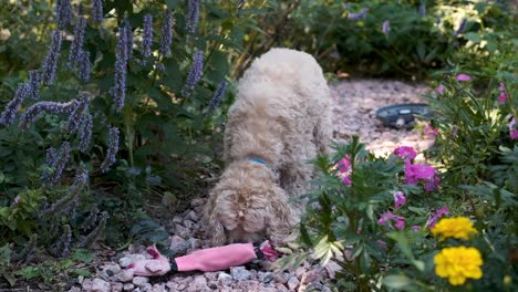 Cute-Dog-Finds-his-Pig-Toy-and-Licks-It-in-Slow-Motion-on-a-Colorful-Green-Flower-Garden-Path,-FIxed-Soft-Focus
