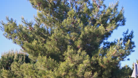 TILT-footage-of-a-pine-tree-located-in-a-park-Athens,-Greece-60-fps