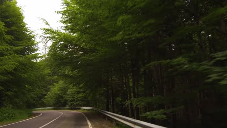 Drive-through-a-winding-road-in-a-forest