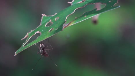 Super-Close-Shot-of-a-Mosquito-Resting-on-a-Leaf