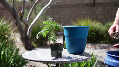 Nahaufnahme-Der-Hände-Eines-Gärtners,-Der-Mit-Einer-Handkelle-Eine-Tomatenpflanze-In-Neue-Blumenerde-Pflanzt