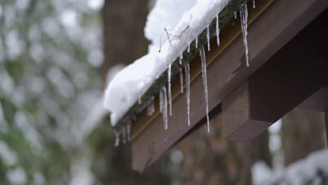 Slow-motion-pan-left-of-icicles-and-snow-melting-from-edge-of-wooden-roof,-green-pines-and-snow-falling-in-the-background