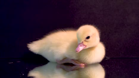 Side-view-curious-yellow-Muscovy-duckling-on-black-mirror-looks-around