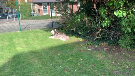 Steady-wide-shot-showing-huskey-dog-relaxing-in-sunshine-on-lawn