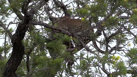 Leopardweibchen-Ernährt-Sich-Von-Beute-In-Einem-Baum,-Während-Der-Wind-Durch-Blätter-Und-Äste-Im-Greater-Kruger-Nationalpark-In-Südafrika-Weht