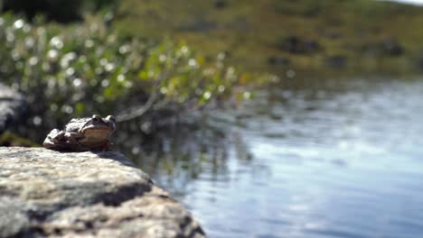 Frog-sitting-by-the-riverside-enjoying-the-sun,-slow-motion,-Norway,-Europe