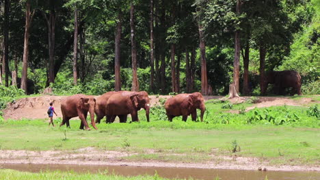 Elephants-walking-with-each-other-as-their-trainer-watches-close-from-behind-in-slow-motion