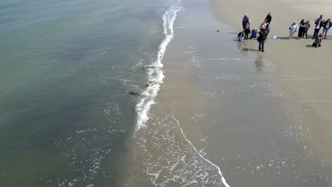 Seal-cubs-released-after-rehabilitation-on-Terschelling,-The-Netherlands