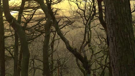 An-english-forest-in-evening-light