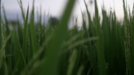 Drops-of-Water-on-Grass-with-Dew