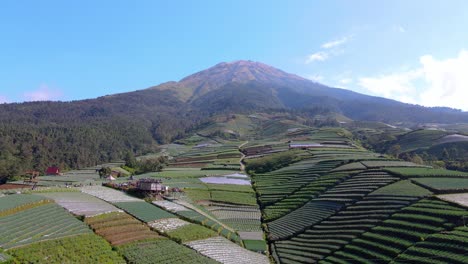 Flyover-drone-view-of-vegetable-crops-growing-on-mountain-slope,-Indonesia