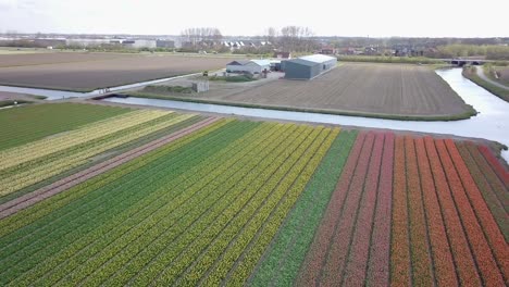 Wunderschöne-Tulpenfelder-In-Holland-Per-Drohne-In-4k