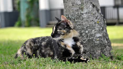 Female-tortoise-shell-cat-checking-out-her-surroundings-while-enjoying-the-shade-under-a-tree