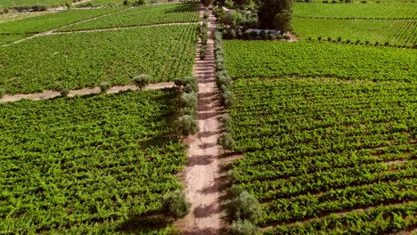 Dirt-Road-Between-Olive-Trees-With-Vineyards-On-The-Sides-In-Maule-Valley,-Chile