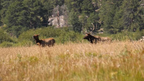 Large-bull-elk-chasing-a-cow-through-a-meadow