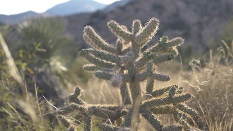 Un-Pequeño-Cactus-Con-Muchos-Brazos-En-El-Desierto-Montañoso-Del-Sudoeste