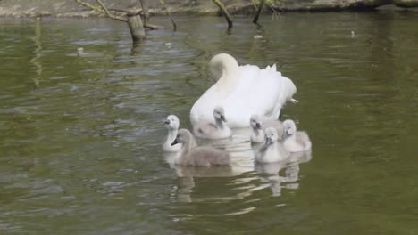 Swan-family-showing-young-cygnets-on-water,-Cheshire,-UK