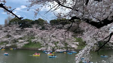 Großer-Zweig-Mit-Kirschblüten-Und-Menschen,-Die-Boote-Auf-Dem-Burggraben-Des-Kaiserpalastes-Im-Chidorigafuchi-Park-Steuern