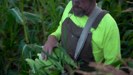 Closeup-of-farmer-picking-corn-and-ping-it-on-top-of-his-bin