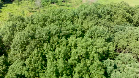Vogelperspektive-Drohne-über-üppigen-Grünen-Baumwipfeln-Im-Wald-4k
