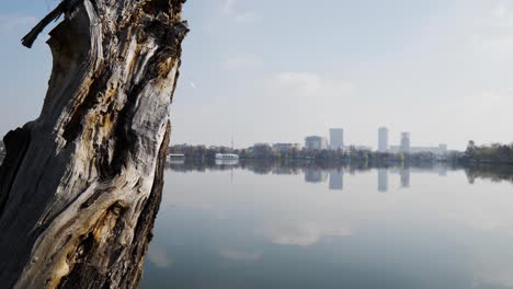 Shot-Of-Dry-Tree-With-Lake-And-Office-Buildings-On-Background