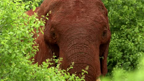 Close-up-Macro-Of-A-Wild-Elephant-In-Tsavo-National-Park-In-Kenya