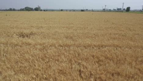 Aerial-drone-forward-moving-shot-over-a-natural-golden-wheat-field