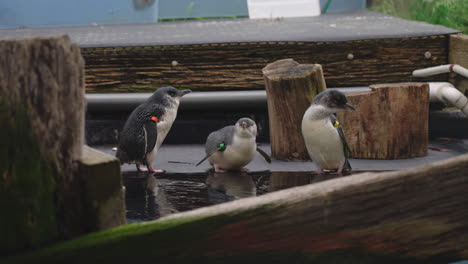 Three-Wet-White-flippered-Penguins-Standing-On-The-Edge-Of-Water-In-The-Zoo