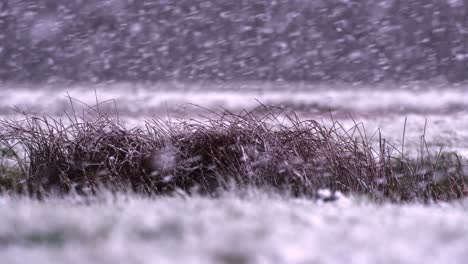 Hard-Snowfall-again-Bush-and-Landscape,-Close-up-on-Bush,-Slow-Motion