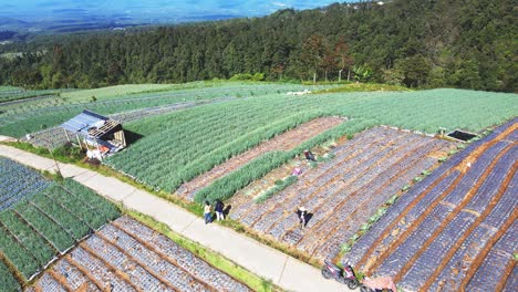 Asian-farmers-working-in-vegetable-fields-near-road-growing-on-mountain-slope,-Indonesia