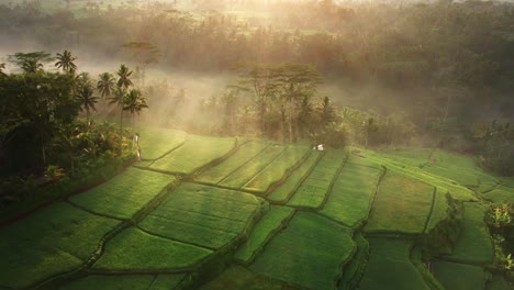 Drone-flies-backwards-revealing-scenic-calm-iconic-landscape-with-foggy-rice-fields-filmed-from-drone-in-Bali,-Indonesia
