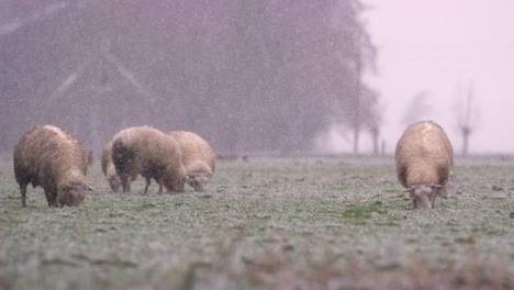 Sheep-Grazing-In-a-Snowy-Meadow-During-Winter-Snowfall,-Medium-Close-Up-Slow-Motion-Shot