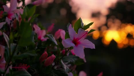 Circular-Close-Up-Shot-Of-Beautiful-Hibiscus-Flower-Plant