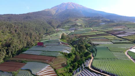 Pulling-back-view-of-fields-on-farm-ready-for-harvesting,-mountain-slope,-Indonesia