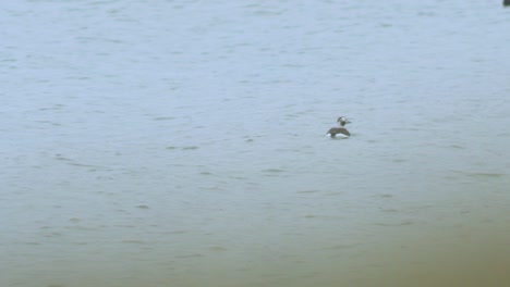 Long-tailed-duck-swimming-in-water-and-looking-for-food,-overcast-day,-distant-medium-shot