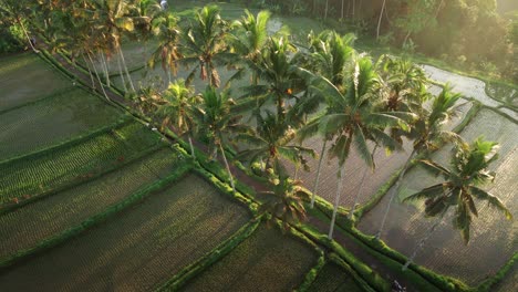 Aerial-shot-of-Balinese-kids-walking-on-the-road-with-palm-trees-surrounded-by-green-rice-fields-during-sunrise-in-Bali,-Indonesia