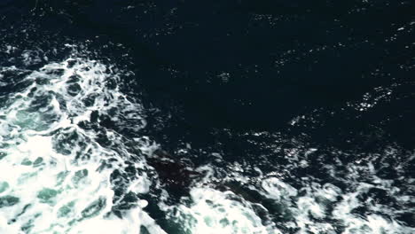 Delfines-Saltando-Y-Nadando-En-El-Retrolavado-De-Un-Barco-Navegando-En-El-Mar