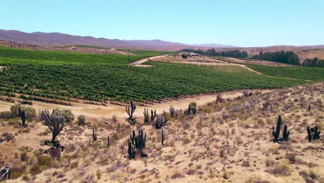 Slow-dolly-past-cacti-revealing-young-vines-in-Fray-Jorge,-Limari-Valley,-Chile