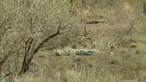 Entspannender-Leopard,-Der-Sich-In-Büschen-Im-Tsavo-Schutzgebiet-In-Kenia-Hinlegt