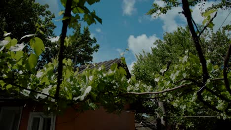 Grape-vine-plant-on-home-backyard.-Countryside-life