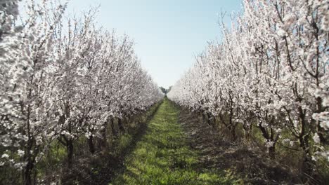 Steady-cam-passing-through-the-almond-fields-while-blossoning-in-spring